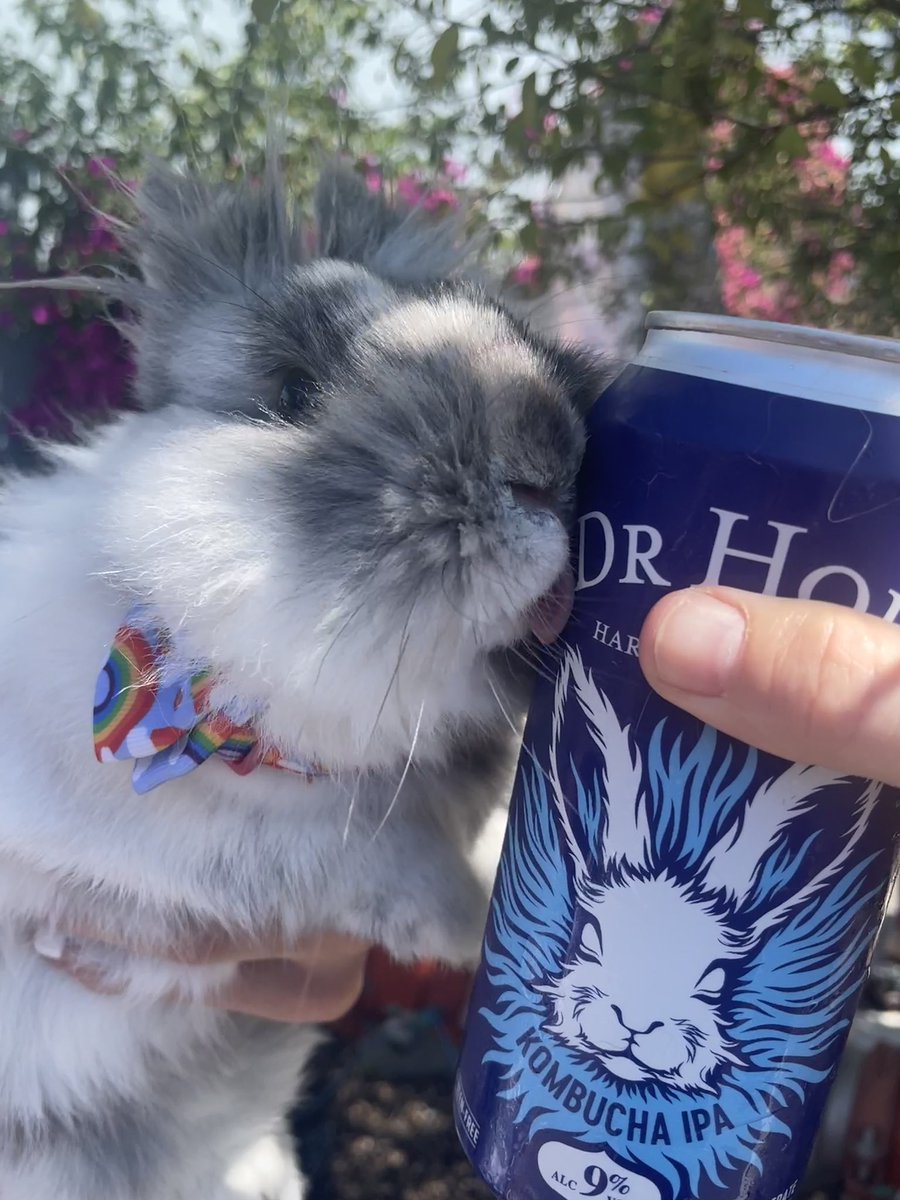 BunSilver's tweet photo. Turns out @Ashlee_withanE and I aren’t the only ones in the family who love @drhopskb … @BunSilver is also a fan! (Although it could be the resemblance 🐰🐰😄)
#bunlife #silverbun #doublemanedlionheaddwarfbunny #bizerkeleyveganfoodfest #hardbuch #drhops #conejita https://t.co/NiDc5M2QE1