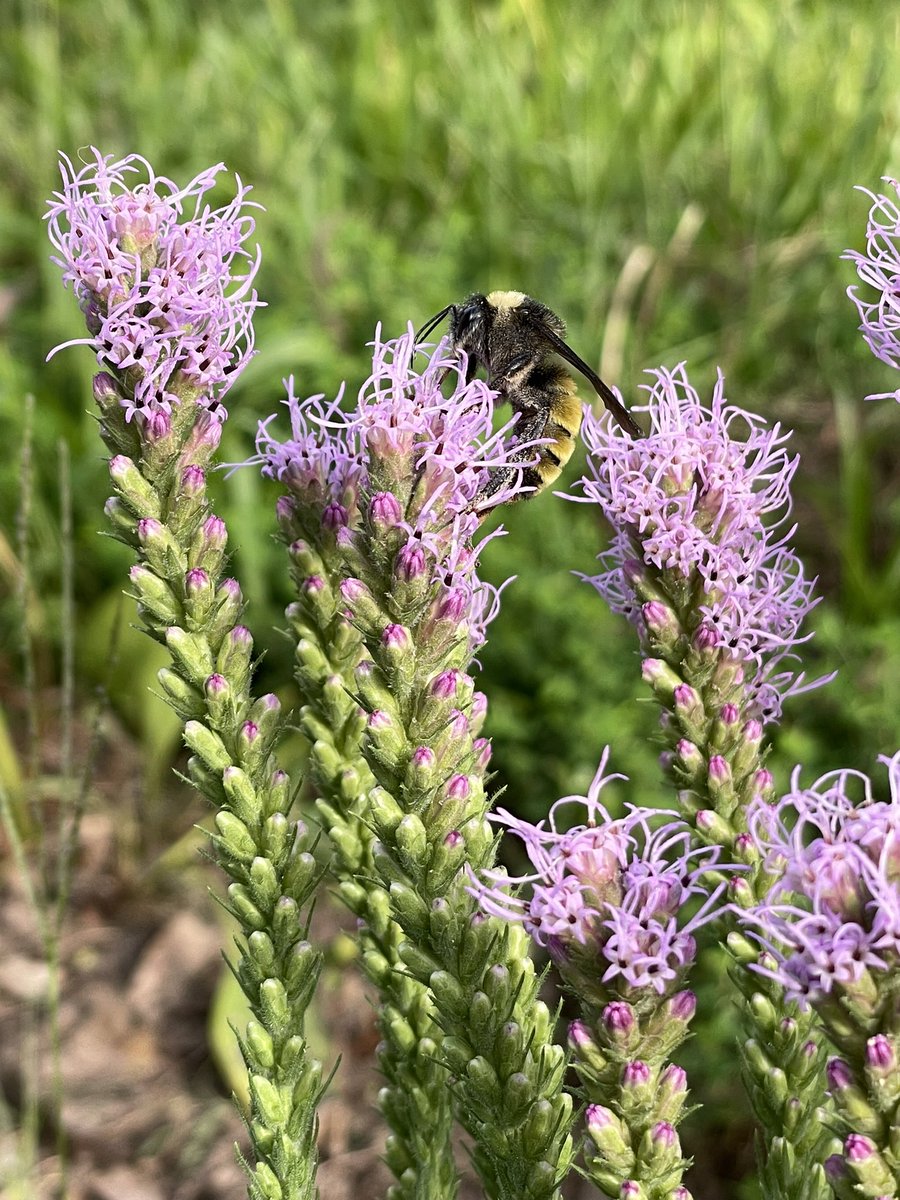 KBYip's tweet photo. American bumblebees in the garden
.
🐝🐝
.
#PrairieBlazingStar #AfricanBlueBasil #pollinators #bees #liatris https://t.co/EQw29QlLEQ