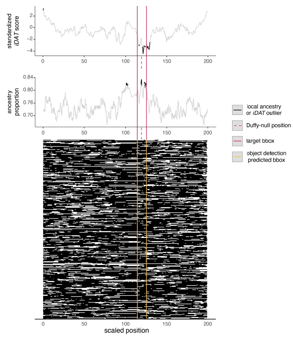 We turn chromosomes into images "painted" by local ancestry along columns with individuals as rows. The method works well in simulated &amp; human genotype data, including tests on a smaller number of AIMs/loci.