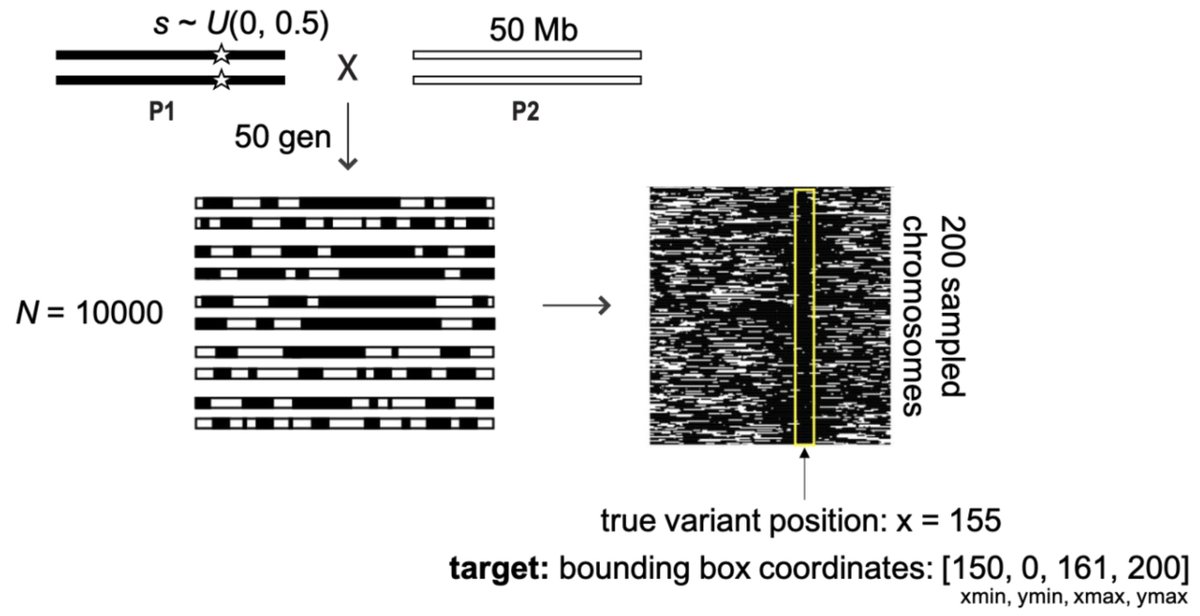 New preprint! 
We develop a CNN/object detection framework to find adaptive variants post admixture. 

led by amazing for lab members <a href="/ImanHominid/">Dr. Iman</a> &amp; <a href="/kkorunes/">Katharine Korunes</a>, and our first collab with <a href="/SamurSciCop/">Dan Schrider</a>.
biorxiv.org/content/10.110…