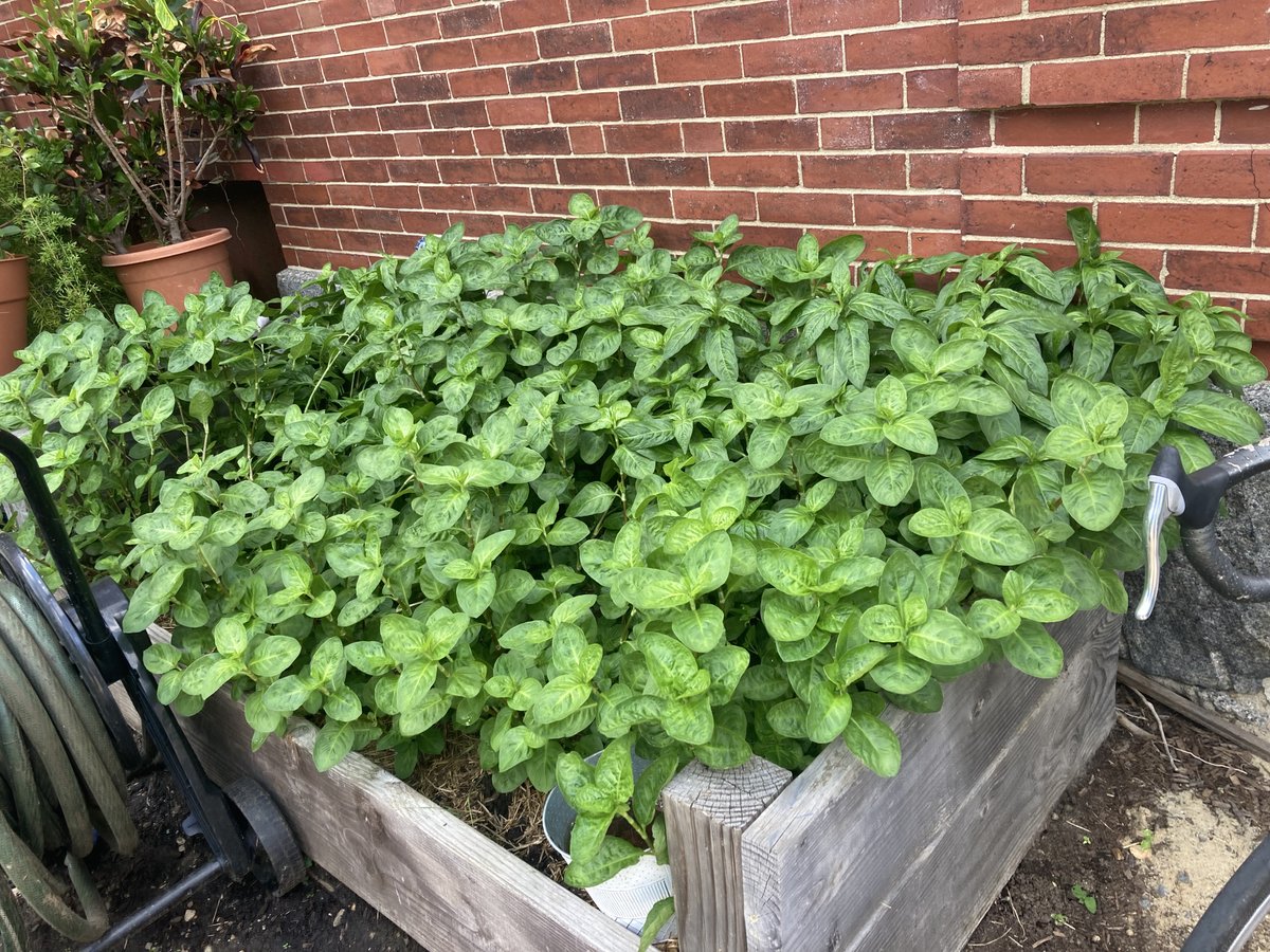 The indigo in our new Dye Garden got full sun and lots of parent volunteer watering and  looks "eh". The indigo in the slightly shaded Historical Building garden is healthy and ABUNDANT! 2nd graders will soon get to harvest and dye fabric with fresh indigo leaves in art class!