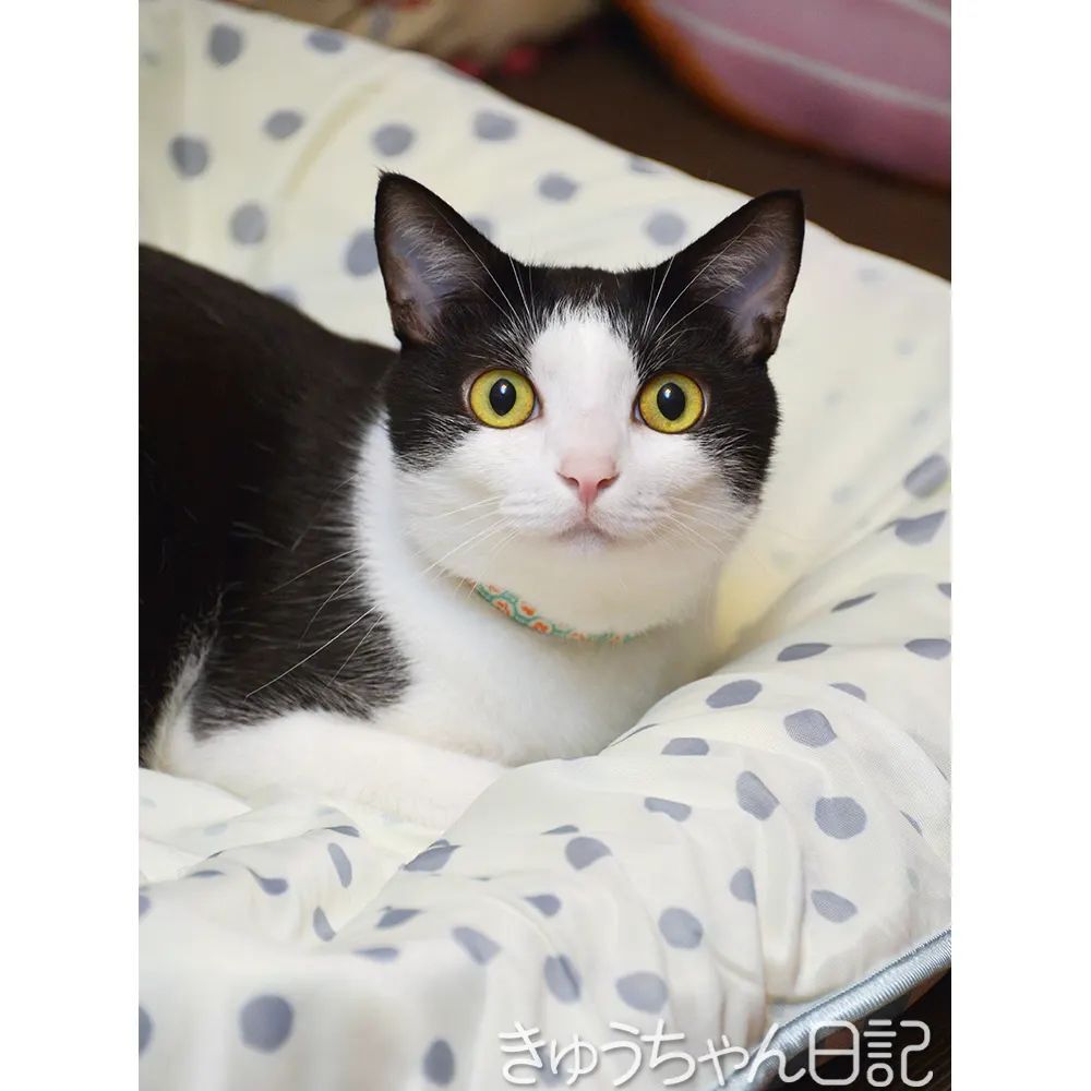 アイテム勢ぞろい 詰め合わせ 白黒 くつ下 マスク タキシード ハチワレ セット ねこ 猫 ポーチ ソックス アイテム勢ぞろい 詰め合わせ 白黒 くつ下 マスク タキシード ハチワレ セット ねこ 猫 ポーチ ソックス