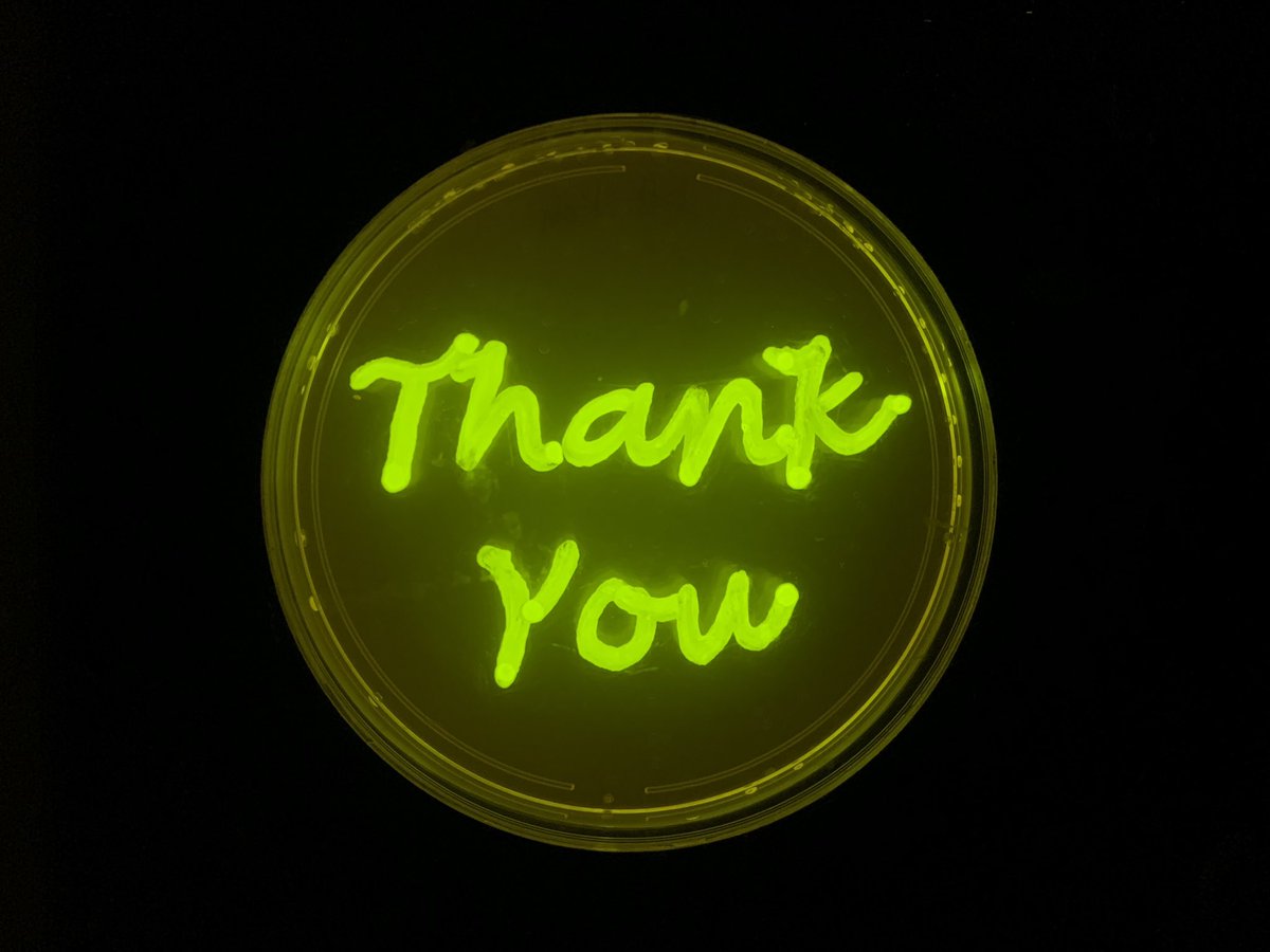 MQSynBio Students (@mqsynbioteam) on Twitter photo Look at that ✨GLOW✨ of #fuGFP ! This is the kind of bacteria you want at a party 😂🧬 Thank You again
<a href="/Colemanomonas/">Nick Coleman</a>
#synbio #mqu #usyd Look at that ✨GLOW✨ of #fuGFP ! This is the kind of bacteria you want at a party 😂🧬 Thank You again
<a href="/Colemanomonas/">Nick Coleman</a>
#synbio #mqu #usyd
