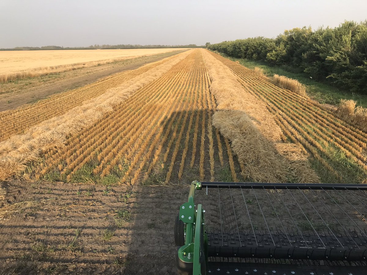When it’s 32 degrees and a chance of a thunderstorm and you have 1 of the few plots in western Canada  of a new wheat variety you clean up the combine, switch concaves and go get it!! Life of a seed grower! <a href="/FPGenetics/">FP Genetics</a>