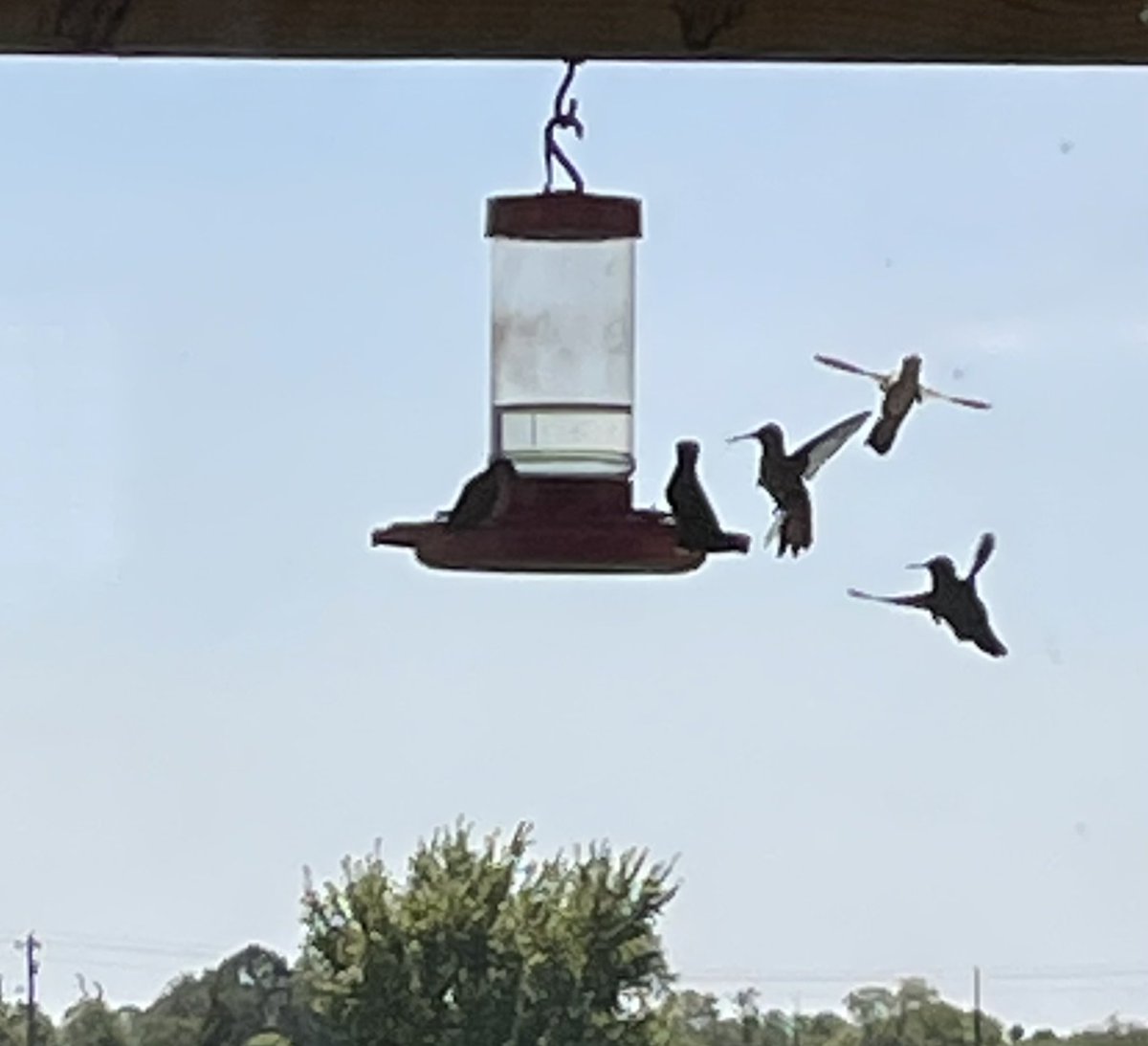 dbob48's tweet photo. ODE TO THE HUMMINGBIRD https://t.co/MNwEYaAhtc