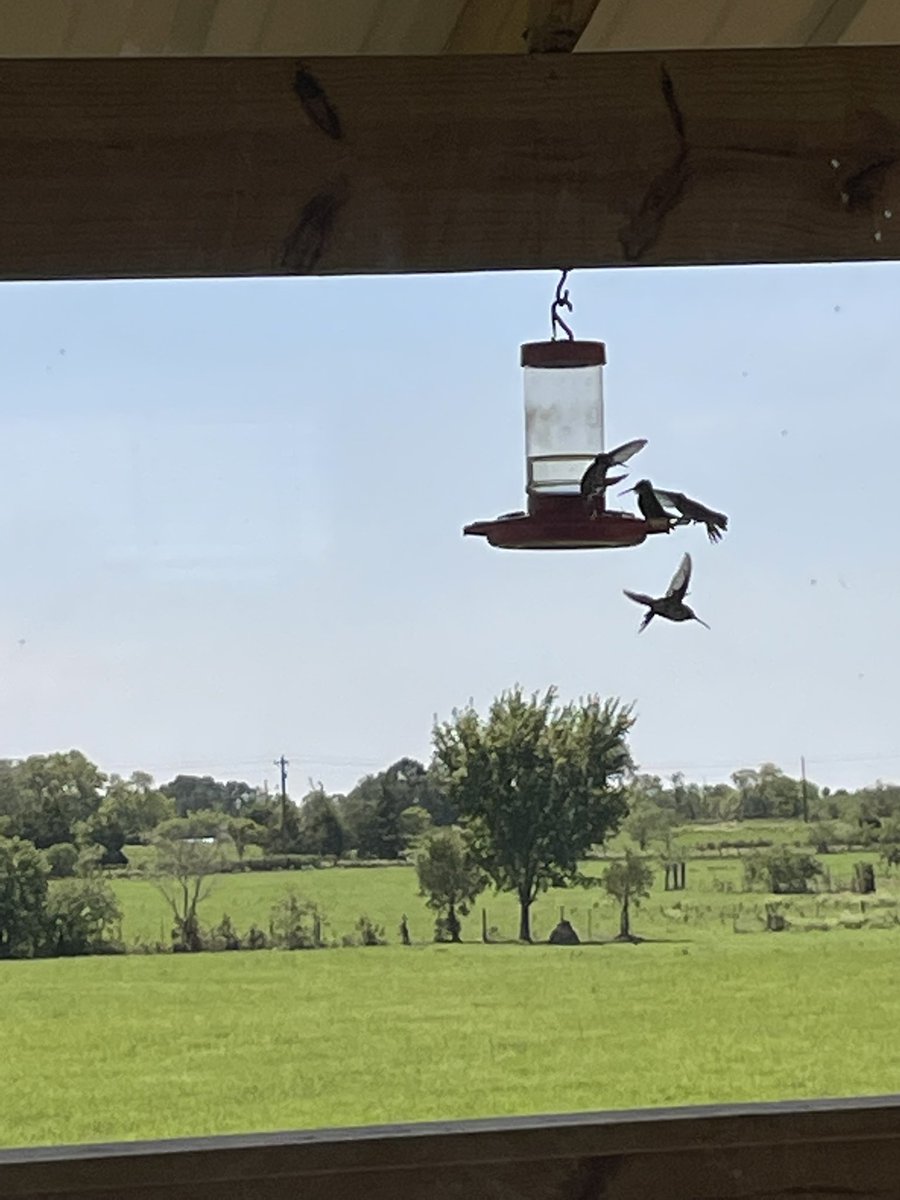 dbob48's tweet photo. ODE TO THE HUMMINGBIRD https://t.co/MNwEYaAhtc
