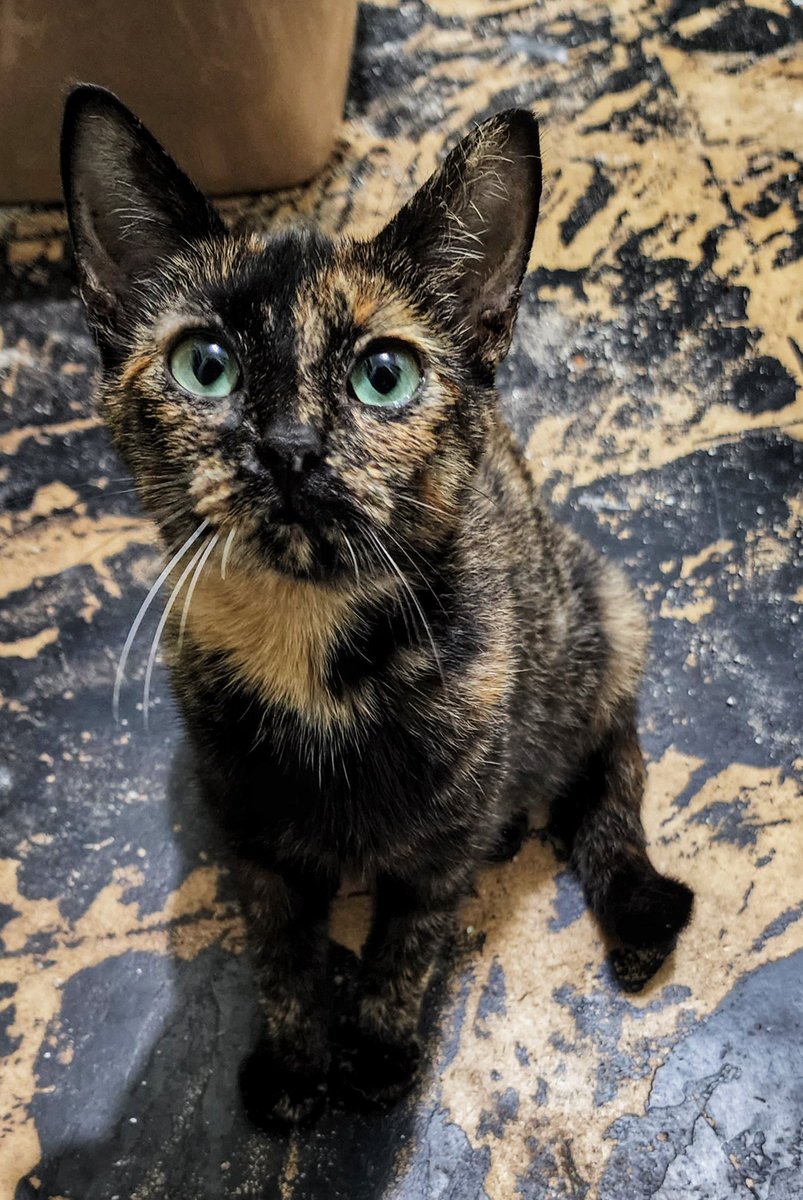 ArcanDoom's tweet photo. Rescued a kitten that was hanging around at my work place! She's super sweet 💜 https://t.co/KCkQEpZB9V