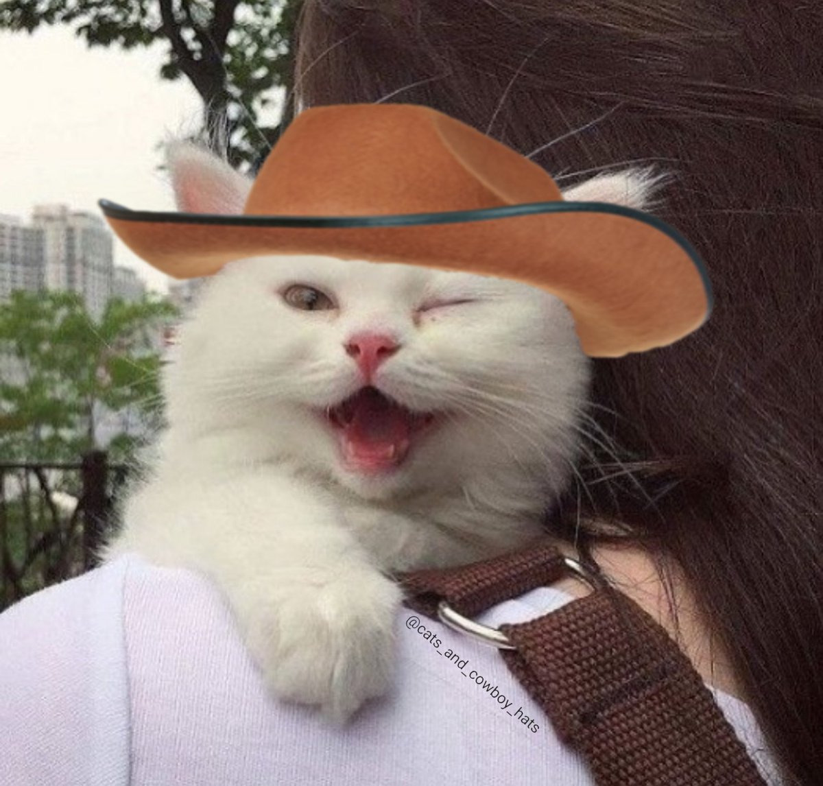 CowboyCats's tweet photo. https://t.co/g5eYmtnd9B