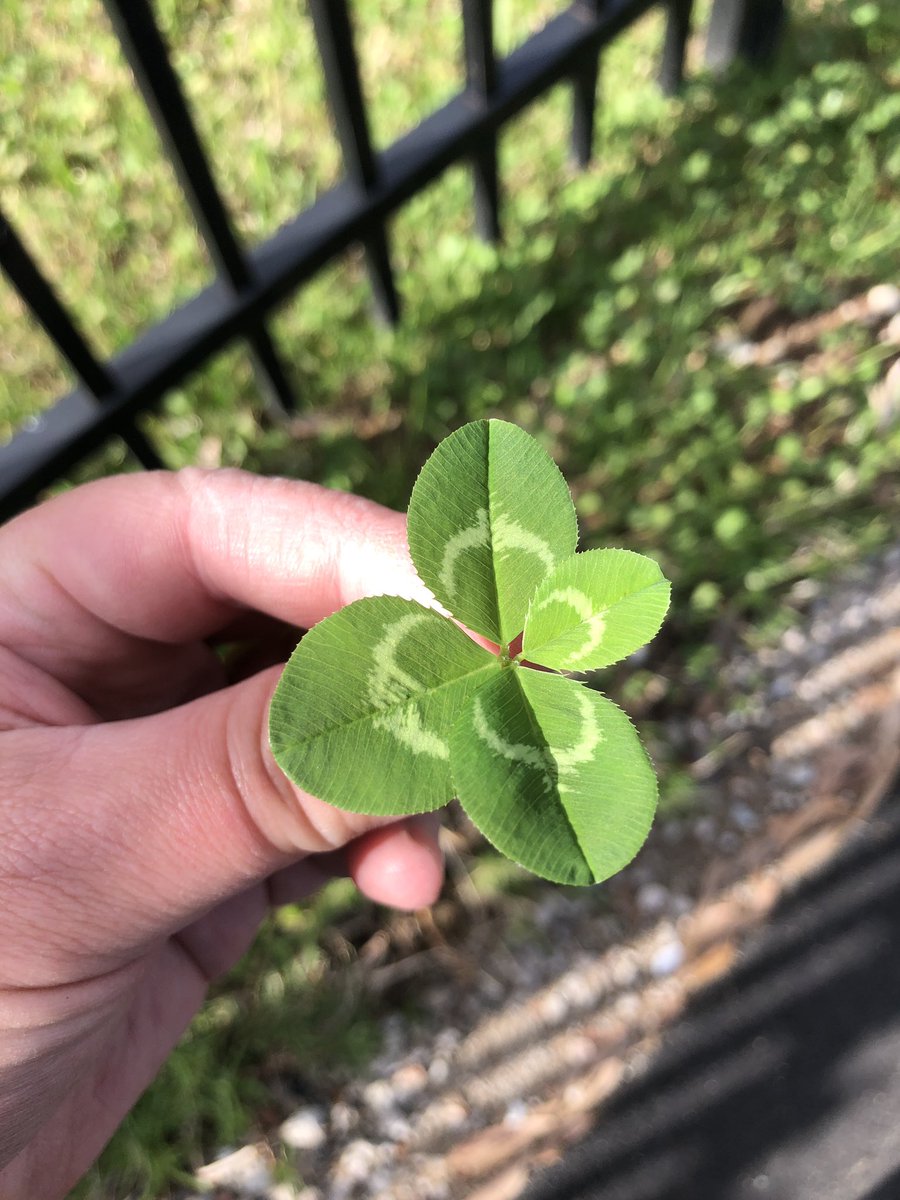 Feeling lucky today after finding this four leaf clover <a href="/AjugaSchool/">Ajuga School</a> with Nic from <a href="/GeorgesRiverEEC/">Georges River EEC</a>