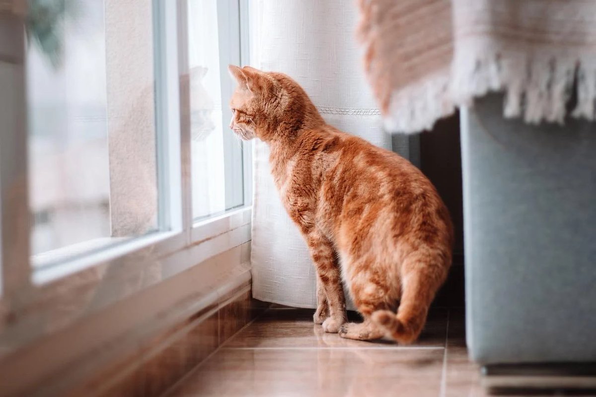 jellybread_glb's tweet photo. 捨て猫里親募集サイト��運営しているJellyBreadは今日も捨て猫の安全を望むし、保護するために頑張っています☺️
#猫 #猫好き #猫好きさんと繋がりたい #JellyBread https://t.co/5OHyeZYu2k