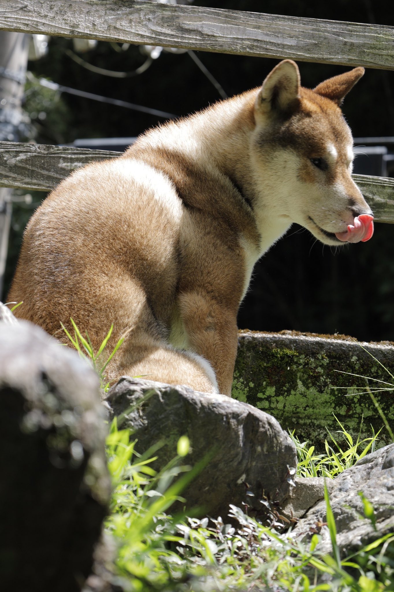 四国犬このは Shikoku Konoha Twitter