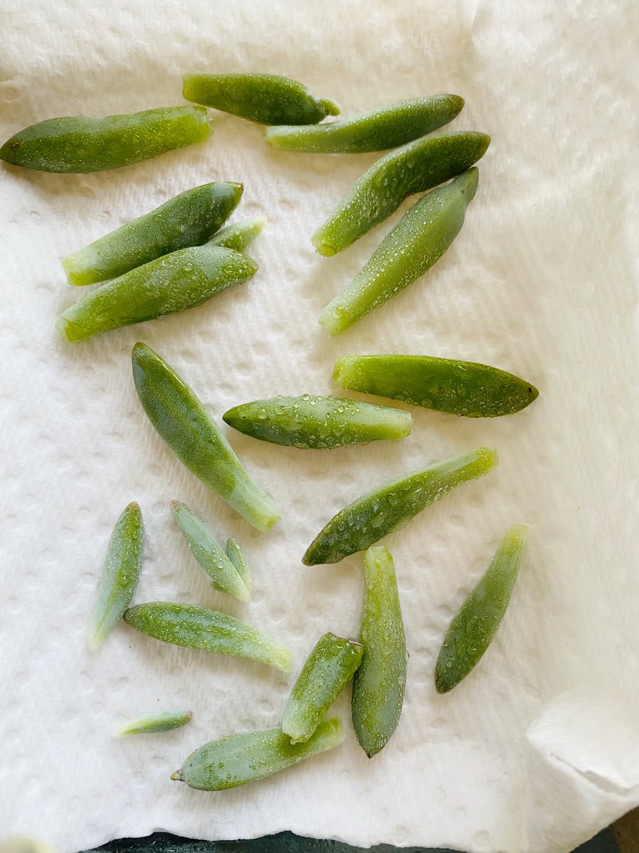 ppoppopower's tweet image. 성공하면 회사 때려치고 다육이장수