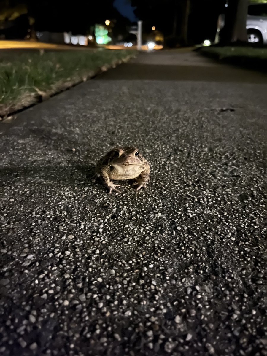 Found a friend on tonight’s walk #froglife