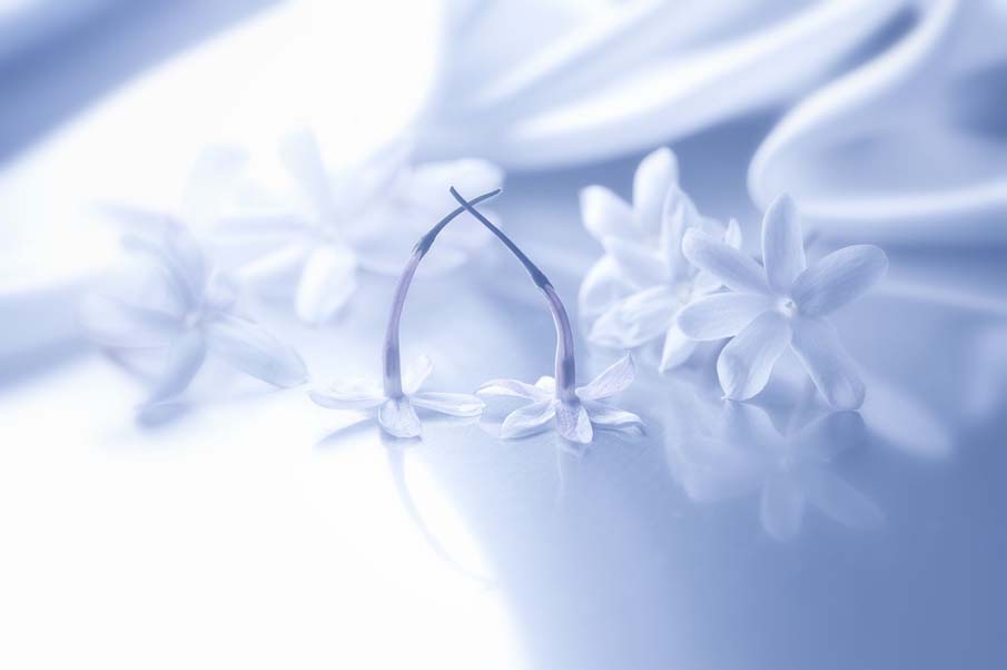 ArtY48404929's tweet photo. #whiteonblue #flower #photography #photographylovers #nature #naturelovers #NatureBeauty ☮️💜🌼 https://t.co/3P9tbvYZm3