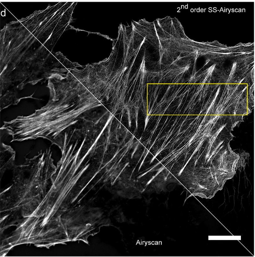 SOGO-SOFI, light-modulated super-resolution optical fluctuation imaging using only 20 raw frames for high-fidelity reconstruction
Our article appeared in @bioRxiv

biorxiv.org/content/10.110… @ bioRxiv