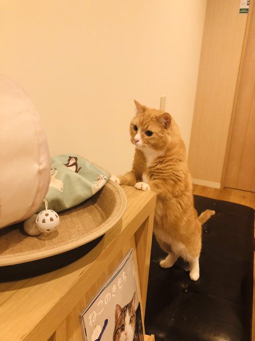 Cat Cafe Obc 福岡にある猫カフェ 子猫のへや
