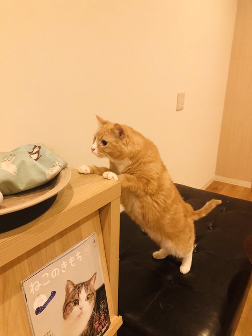 Cat Cafe Obc 福岡にある猫カフェ 子猫のへや