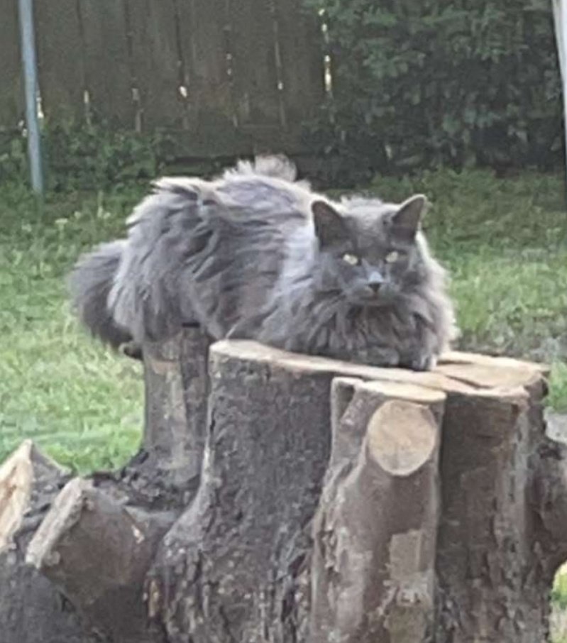 TrappedaBramble's tweet photo. Meet Ragnar my Norwegian Forrest Cat
Aka Chief Twat Waffle https://t.co/2D0A6SgSbT