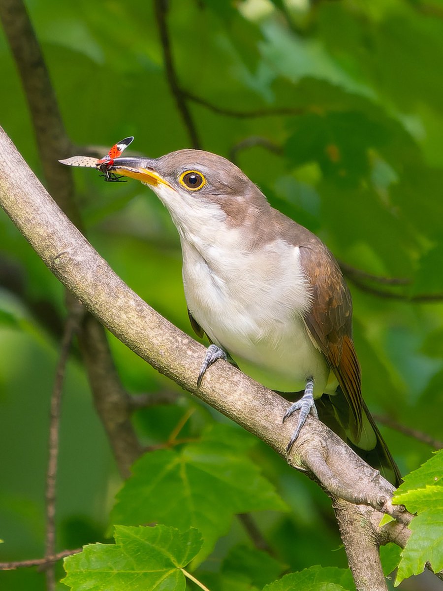 A beautiful yellow-billed cuckoo doing its part to counter the spread of the dreaded spotted lanternfly! (The Loch, Central Park, New York City)

#birdcpp #birdwatching #nature #wildlife