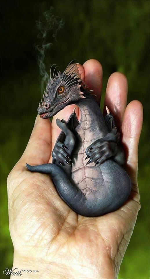 I absolutely need a palm sized dragon!❤️