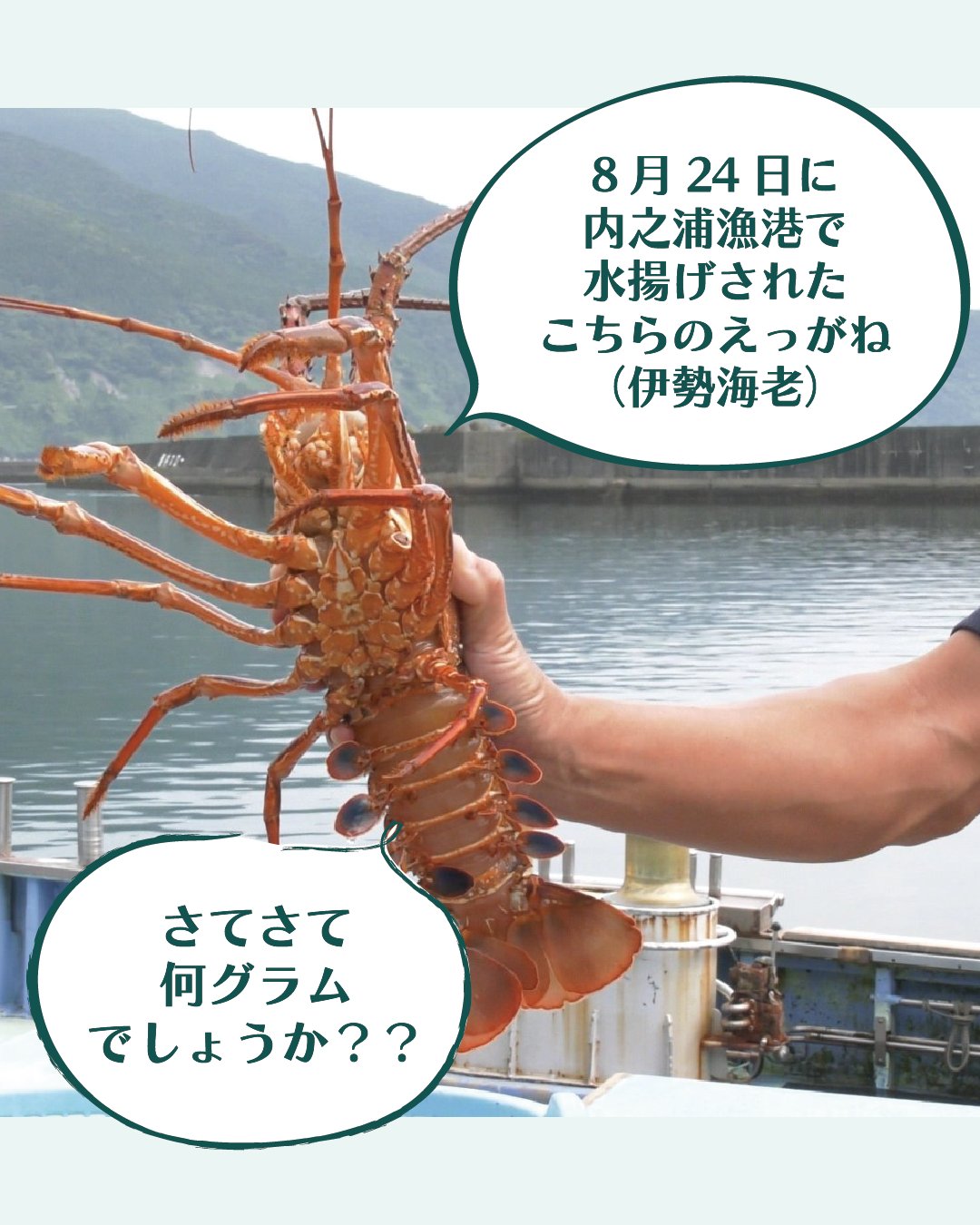 イセエビ Twitter Search Twitter