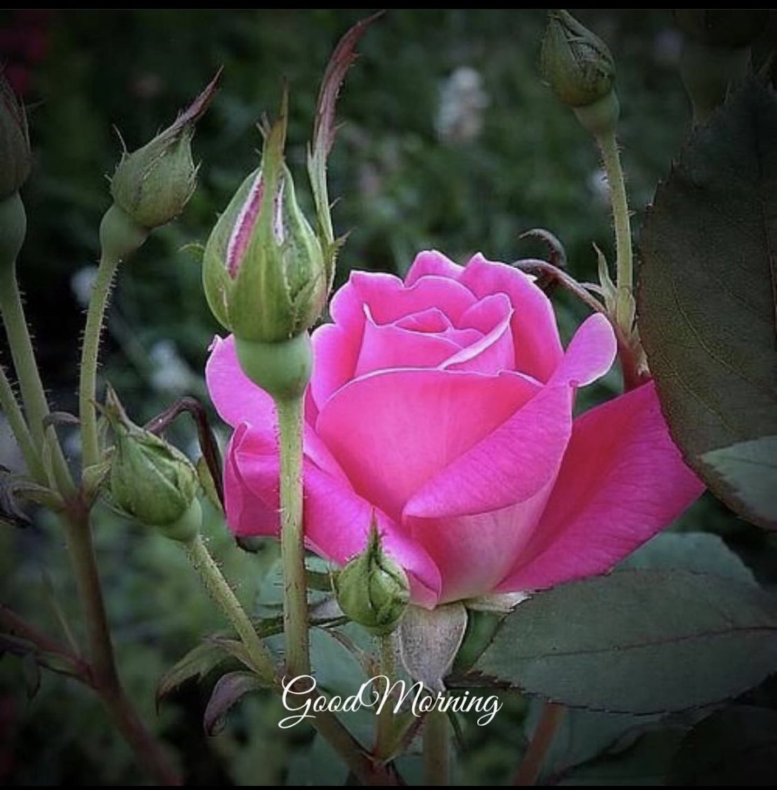 Good morning lovely Tweeps ☕️🌞
Wishing you all a wonderful choose-day 💖