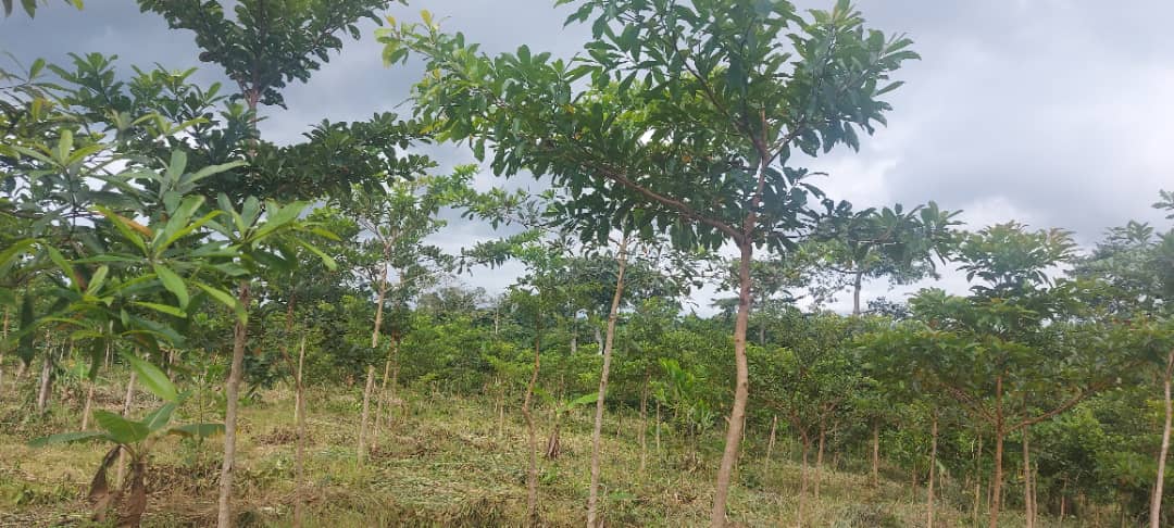 agro_map's tweet photo. Concilier @agriculture et forêt afin de maintenir un microclimat favorable au développement de l’agriculture est l'objectif principal du Projet d’@Agroforesterie et de Reforestation Communautaire des Ilots @Forestiers initié par AGRO-MAP depuis 2020   financer par Reforet'Action. https://t.co/jvrMMyt6KH