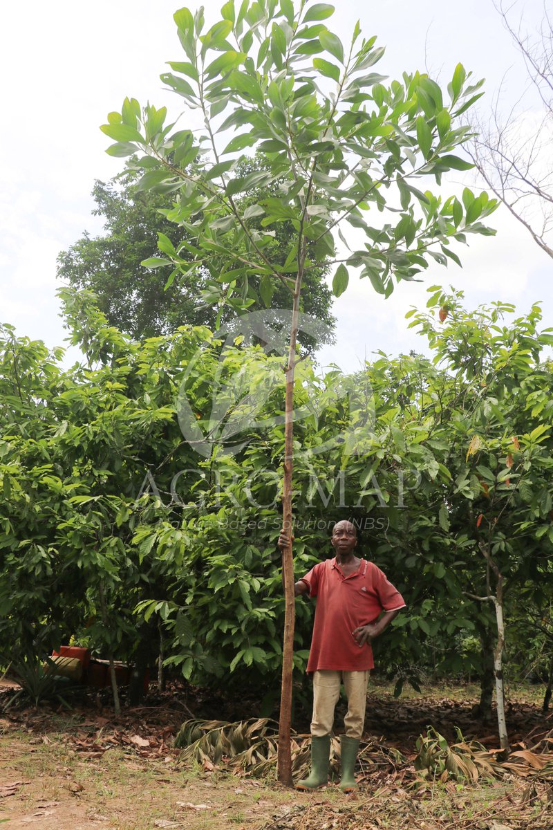 agro_map's tweet photo. Concilier @agriculture et forêt afin de maintenir un microclimat favorable au développement de l’agriculture est l'objectif principal du Projet d’@Agroforesterie et de Reforestation Communautaire des Ilots @Forestiers initié par AGRO-MAP depuis 2020   financer par Reforet'Action. https://t.co/jvrMMyt6KH