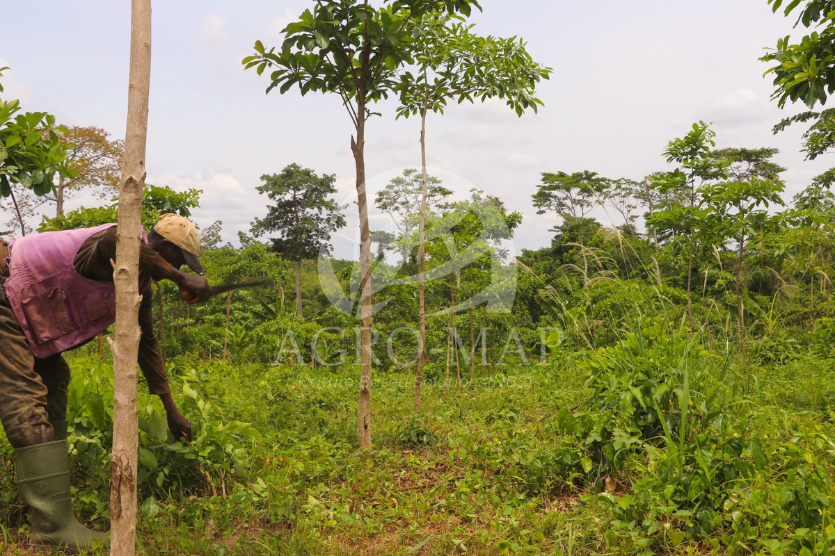 agro_map's tweet photo. Concilier @agriculture et forêt afin de maintenir un microclimat favorable au développement de l’agriculture est l'objectif principal du Projet d’@Agroforesterie et de Reforestation Communautaire des Ilots @Forestiers initié par AGRO-MAP depuis 2020   financer par Reforet'Action. https://t.co/jvrMMyt6KH