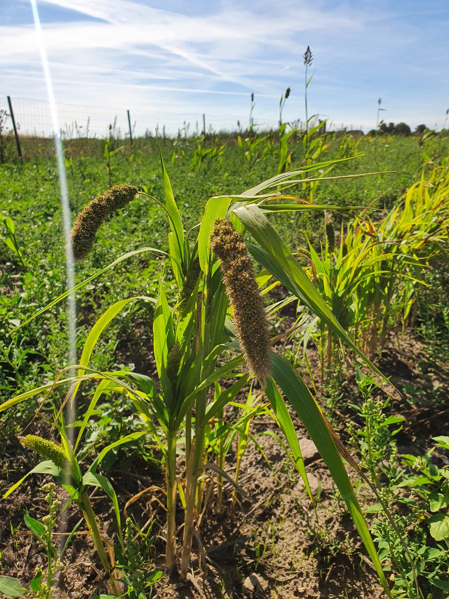 Sorghum and foxtail millet ripening in the field. At least some crops enjoyed this hot dry Danish summer.🌱🌞
#sorghum