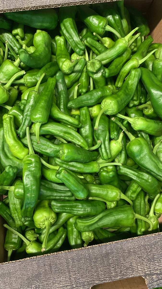Non-Stop! 🔛 Count on seasons not in years! New season 🆕starts and we are ready to offer our very best products🔝🤩! Cherry Vine🍅, Courgettes✅, Red Habaneros🌶️ and Padron Peppers🟢 #Cherrylicious #Chillicious #NicolasGarden
