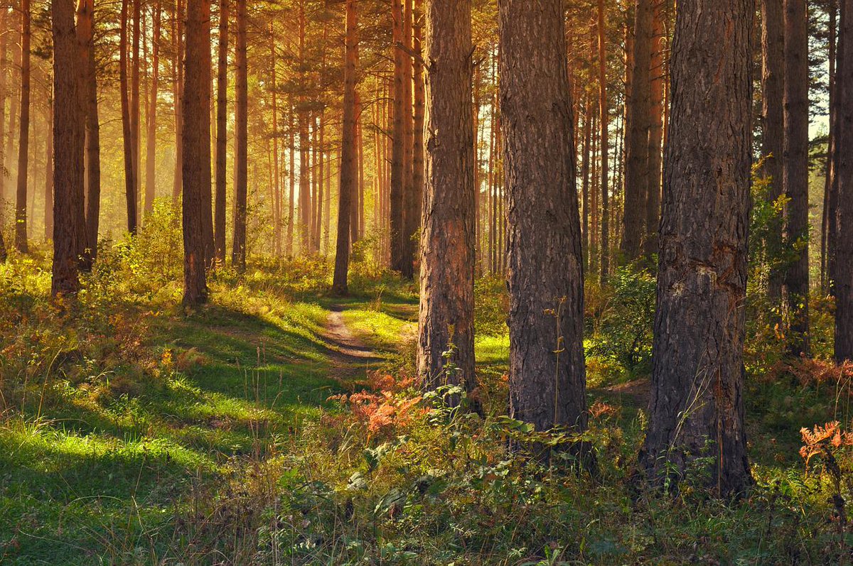 Avaamme to 8.9. uuden hankehaun, josta rahoitetaan metsätalouden #ilmasto'kestävyyttä sekä metsäluonnon monimuotoisuutta tukevia kehittämis- ja koulutushankkeita yhteensä n. 4,7 miljoonalla eurolla. Haku on osa #KestäväKasvu ja #HiilestäKiinni.

Tiedote: mmm.fi/-/suomen-kesta…