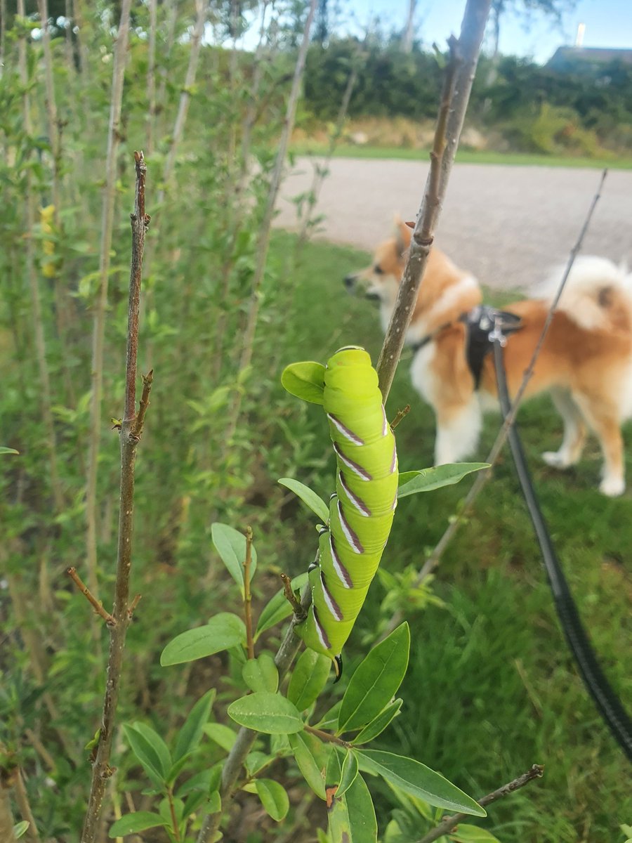 After spotting this cool fellow, a privet hawk moth larva, I am seriously considering planting some privet in our garden. I have never been a fan of privet hedges but this big caterpillar is seriously awesome. 🐛