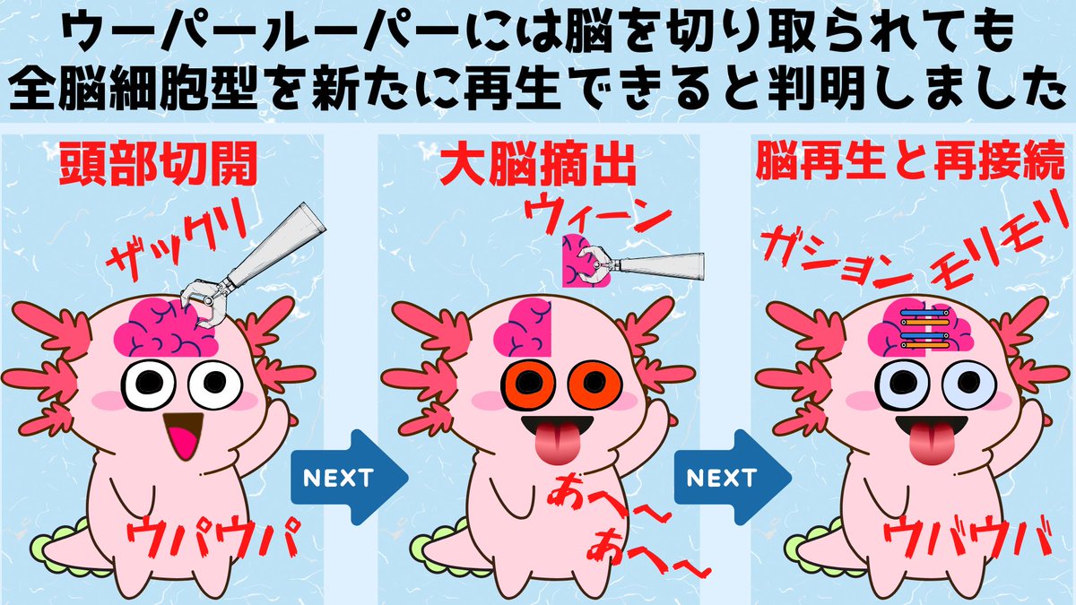 ウーパールーパー 脳を切り取られても再生することが判明 Togetter