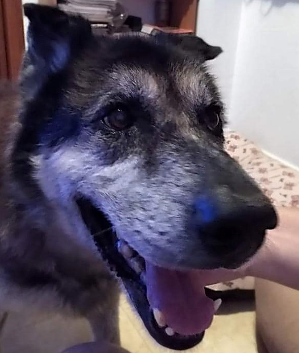 #MURCIA
Este es #MANOLO, tiene 14 años.
Fue adoptado, pero a la semana lo devolvieron alegando que por la noche caminaba por la casa... 😳. Excusa imbécil donde las haya!.

Es un perro encantador, se lleva bien con perros y gatos

Su adopción es GRATUITA
622063940 WhatsApp
