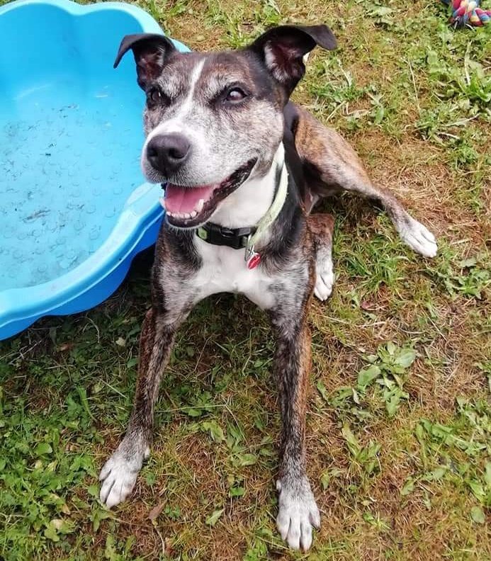 Claire Billing on Twitter "RT SeniorStaffy Good morning Staffy