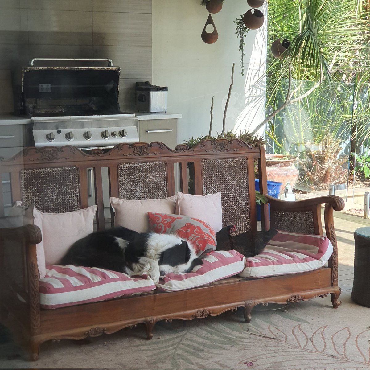 SFindlaytickner's tweet photo. When the help go rogue and annexe the outdoor furniture.
#bordercollie #chooks #seriously #itsacircus https://t.co/8v4YmZNqV2