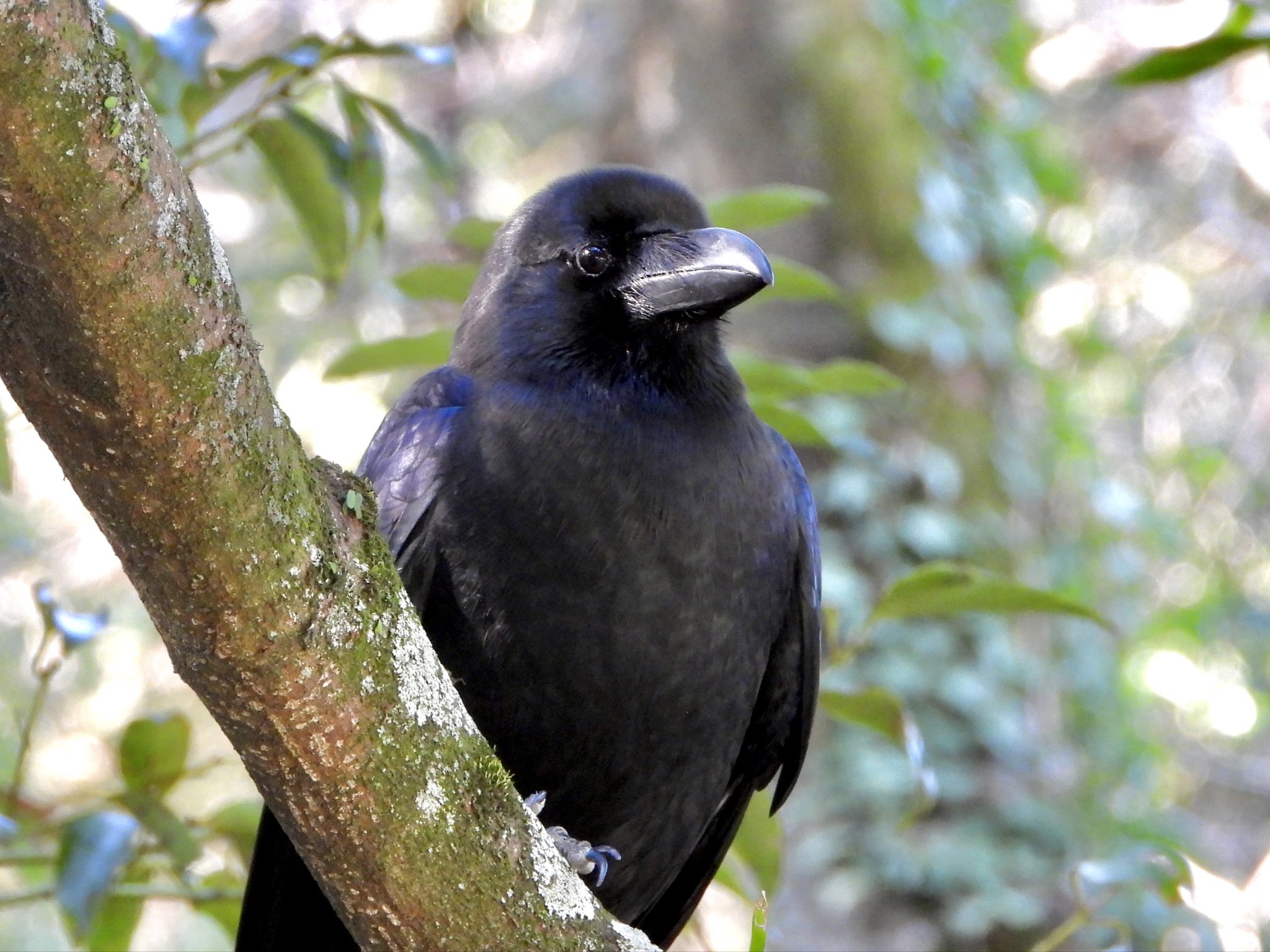 تويتر カラスの日 البحث في تويتر