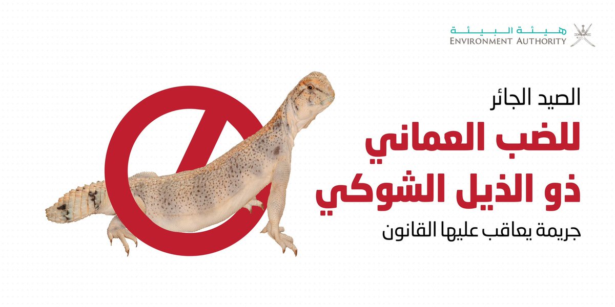 ea_oman's tweet photo. سلطنة عمان هي البيئة الوحيدة حول العالم التي تحتضن حيوان الضب العماني ذو الذيل الشوكي مع ذلك هو ضمن قائمة الحيوانات البرية التي يترصدها الصيادين. 

الاعتداء على هذا الحيوان المهدد بالانقراض قد يحرم العالم منه، فامتنع!.

#هيئة_البيئة  #مخالف��_بيئية https://t.co/kZFjU3IMdx