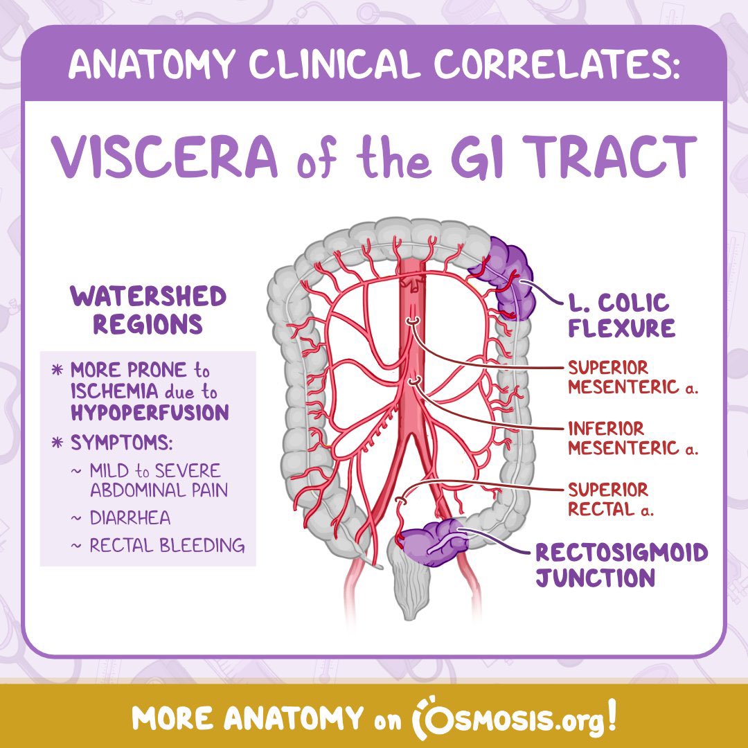 imedverse's tweet photo. Viscera of the GI tract

#internalmedicine #TipsForNewDocs #MedEd #MedTwitter #medicine #medical #medicare #health #healthcare #FOAMed #ClinicalPearl #clinicaltips #MedStudents #medstudenttwitter #GITwitter 

Credit: @OsmosisMed https://t.co/jMBGYXqjJe