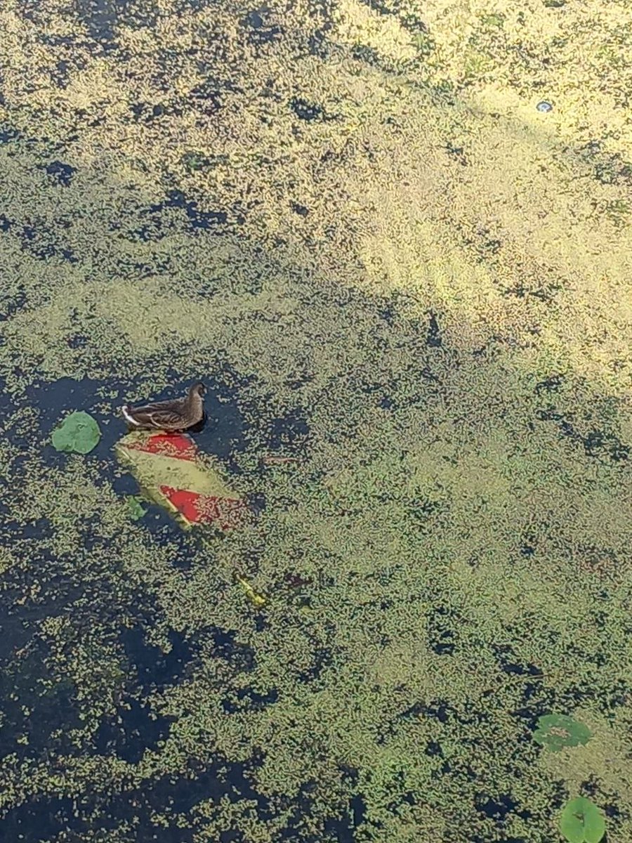 Crazy Dev tweet media