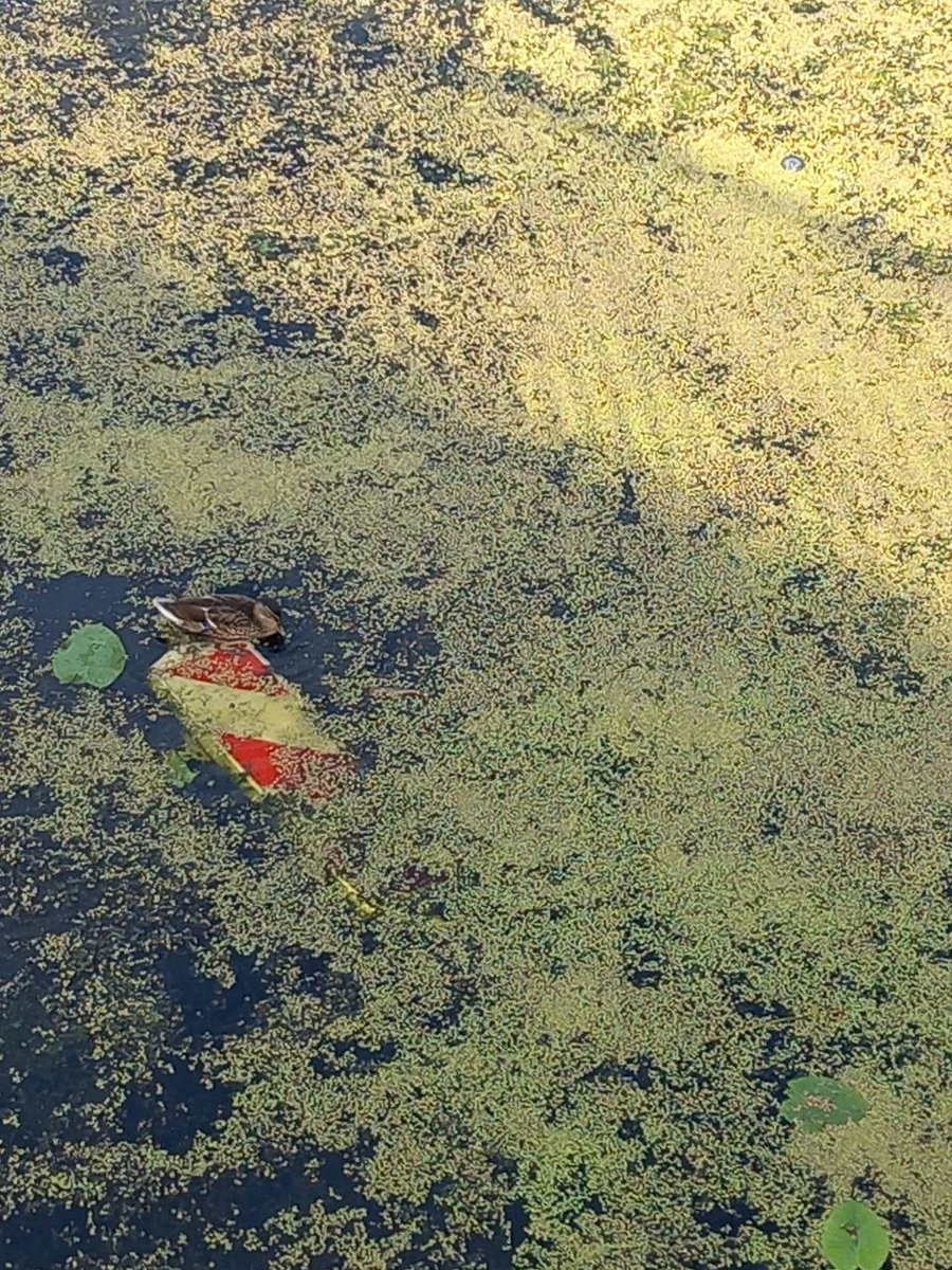 Crazy Dev tweet media