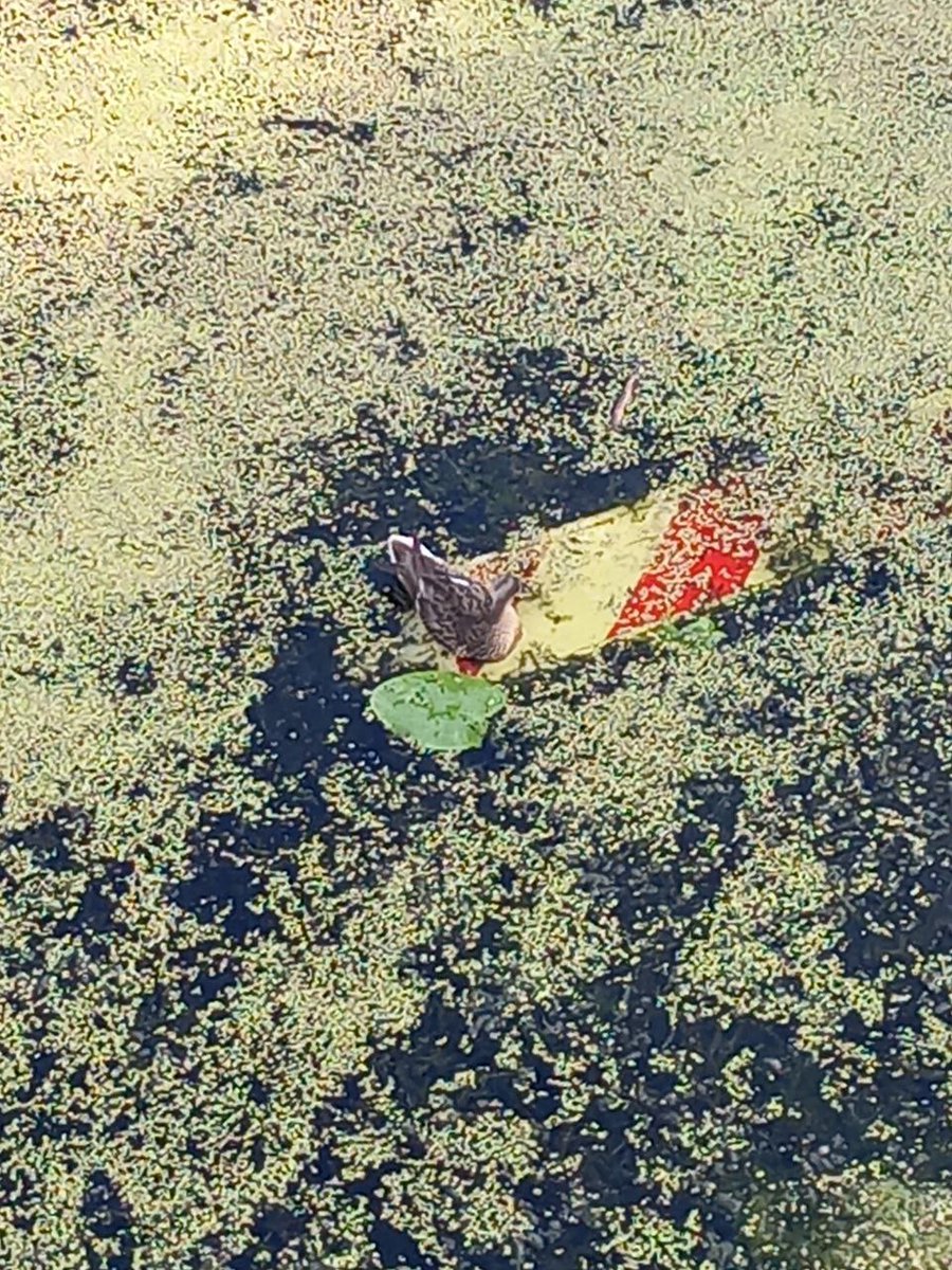 Crazy Dev tweet media