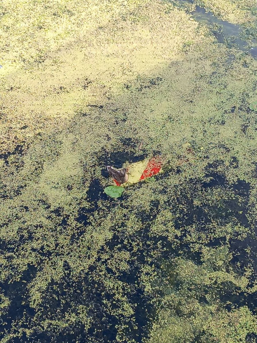 Crazy Dev tweet media