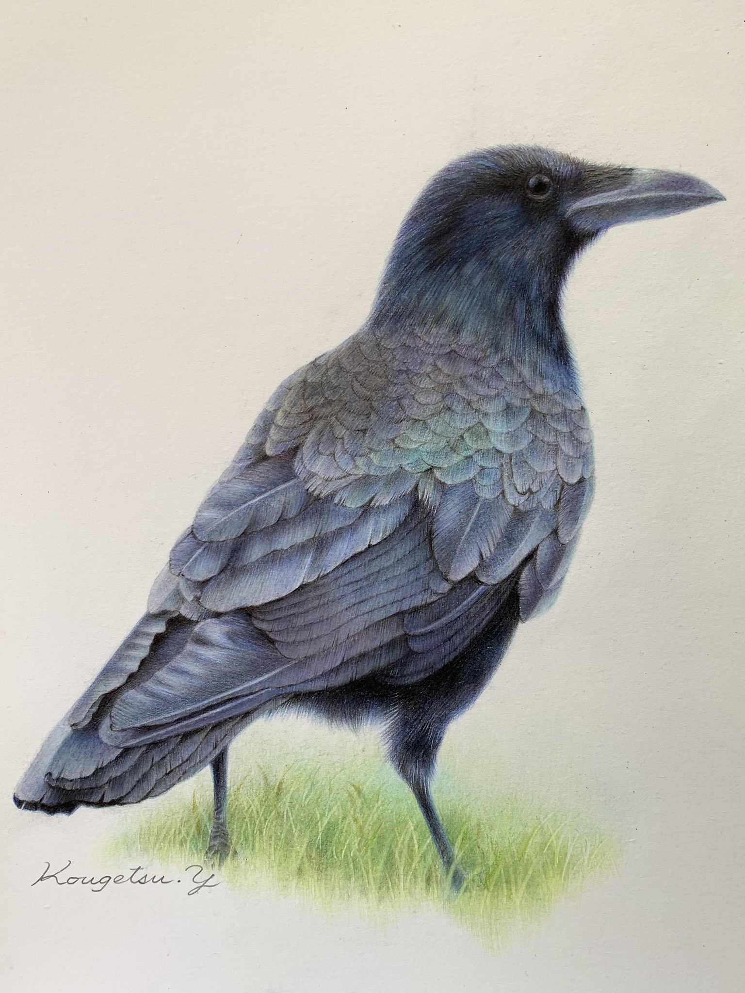 鳥絵 Twitter Search Twitter