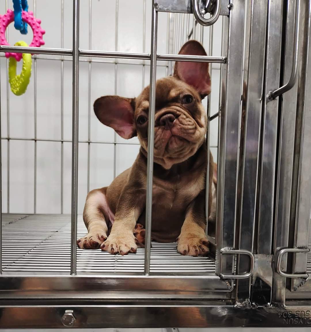ltattsbot's tweet photo. Vitto and Gotti @ 1 month 3 weeks
future studs..not for sale #exoticdogs #frenchies https://t.co/UQhaFrcvY0