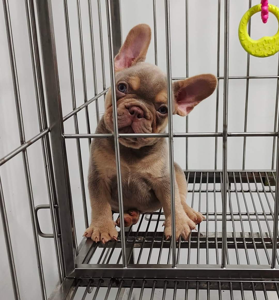 ltattsbot's tweet photo. Vitto and Gotti @ 1 month 3 weeks
future studs..not for sale #exoticdogs #frenchies https://t.co/UQhaFrcvY0