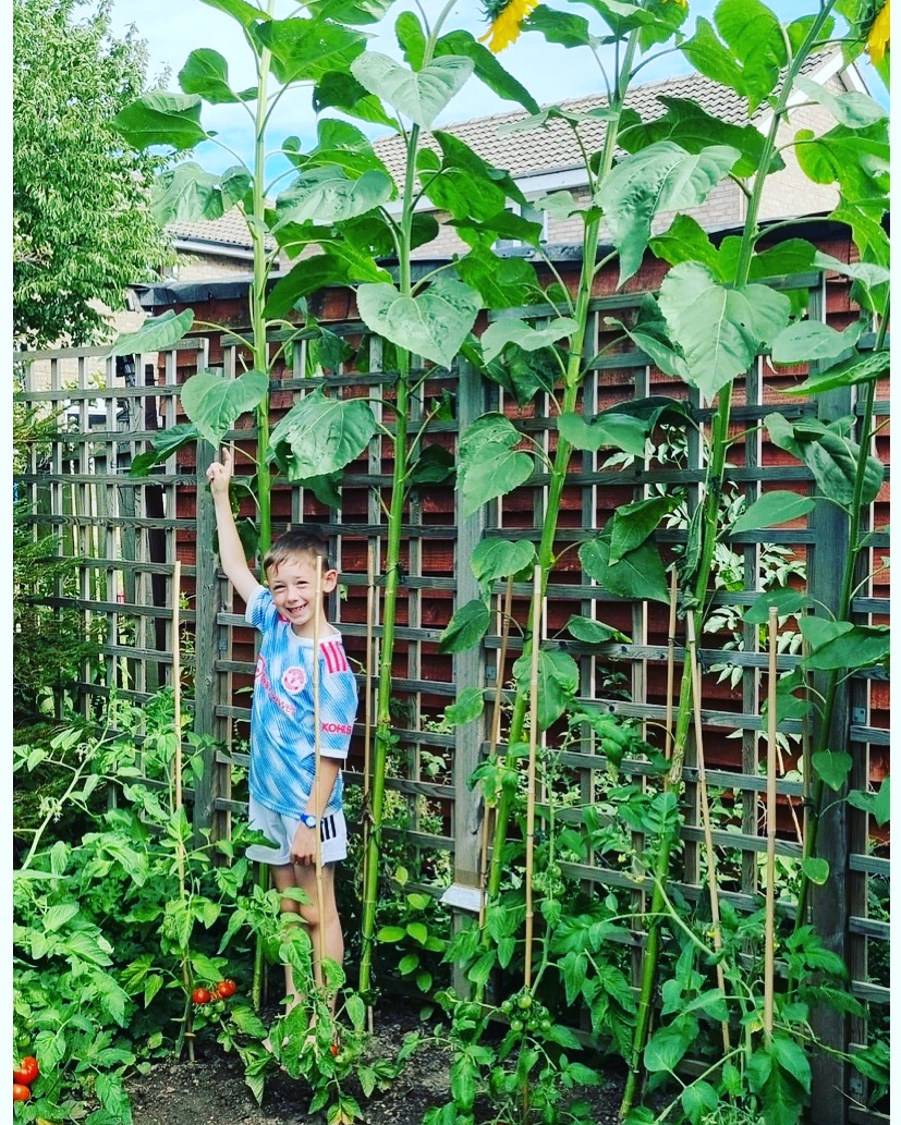 Sunflower Charity challenge 2022! for <a href="/WPCancerCharity/">Weston Park Cancer Charity</a> 

Wow!! Young George makes it a hat track with his 10ft 5” tall sunflower. 
Congratulations 👏 👏🏆

justgiving.com/fundraising/de… 

<a href="/SueCurr/">Sue Curr</a> 
<a href="/SheffieldStar/">The Star, Sheffield</a> 
<a href="/RadioSheffield/">Radio Sheffield</a> 
<a href="/WPCancerCharity/">Weston Park Cancer Charity</a>