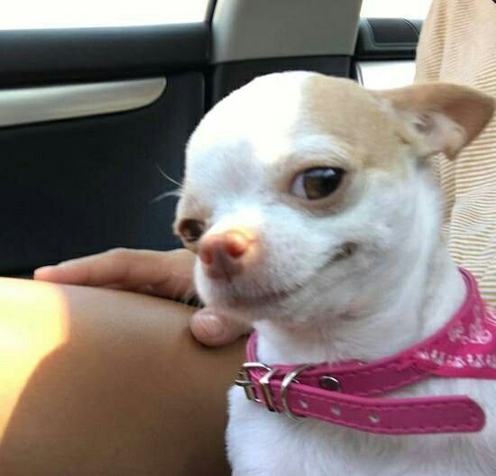 Dragon Ascent (@ascent_dragon) on Twitter photo 