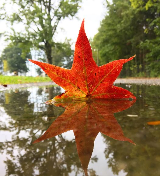 Marychen85201's tweet photo. Signs of Fall beginning to appear https://t.co/F7LqcIXyud